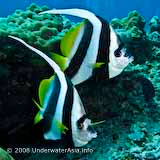 Longfin Bannerfish